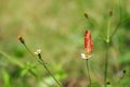 butterflies and flowers