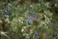Butterflies on flowers in the fields of Cuenca, in Castilla La Mancha Royalty Free Stock Photo