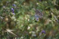 Butterflies on flowers in the fields of Cuenca, in Castilla La Mancha Royalty Free Stock Photo