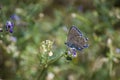 Butterflies on flowers in the fields of Cuenca, in Castilla La Mancha Royalty Free Stock Photo