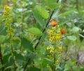 Butterflies on flowers of hypericum Royalty Free Stock Photo