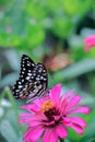 Butterflies and Flowers Royalty Free Stock Photo