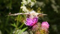 Butterflies and flowers in nature 1 Royalty Free Stock Photo