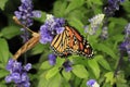 Butterflies, flowers and plants