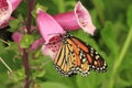 Butterflies, flowers and plants