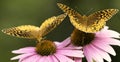 Butterflies on flowers Royalty Free Stock Photo