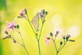 Butterflies on flowers.