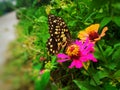 Butterflies and flowersÃÂ 