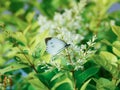 Butterflies in the flowers