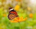 Butterflies with flowrer Royalty Free Stock Photo