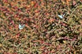 Butterflies flutter in front of a green fence in the front garden