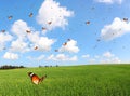 Butterflies flutter over the green field on a beautiful sunny day