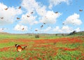 Butterflies flutter over the green meadow with red flowers blooming on a beautiful sunny day