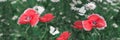 Butterflies fly in a meadow over flowers with red poppies on a dark green background. Beautiful summer natural background. Royalty Free Stock Photo