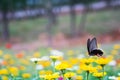 Butterflies flying on flowers