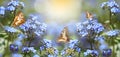 Butterflies Flying Forget-me-nots Blue Flowers Spring Wildlife Panorama Format