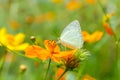 Butterflies in the garden,butterfly on orange flower Background blur.