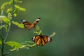 Butterflies in Garden Flowers