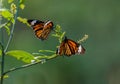 Butterflies and Garden Flowers