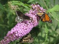 Butterflies Gathering Nectar Royalty Free Stock Photo