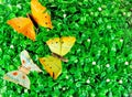 Butterflies on green leaves