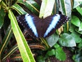 Butterflies in the greenhouse.