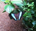 Butterflies in the greenhouse.