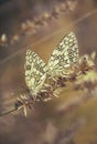 Two special butterflies Royalty Free Stock Photo