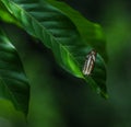 Beautiful butterfly in sri lanka