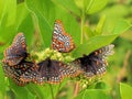 Butterflies having lunch