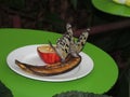 Butterflies having lunch Royalty Free Stock Photo