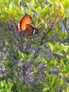 Butterflies are having sex intercourse