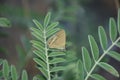 Beautiful yellow butterfly on the plant Royalty Free Stock Photo