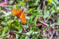 an orange slightly yellow butterfly landed on the grass