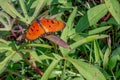 an orange slightly yellow butterfly leaning on the grass