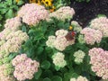 Butterflies insects sit on summer flowers. Sunlight,