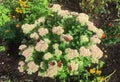 Butterflies insects sit on summer flowers. Sunlight,