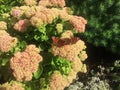 Butterflies insects sit on summer flowers. Sunlight,