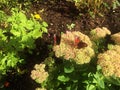 Butterflies insects sit on summer flowers. Sunlight,