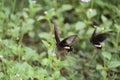 Butterflies interacting with each other. Reproduction, pollinisation.