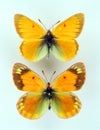 Butterflies isolated on white. Orange butterfly Colias staudingeri macro, pieridae, collection butterflies