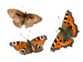 Butterflies isolated Whiteboard white background