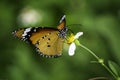 Feeding on a flower