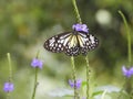 Butterflies that land on horsewhip plants