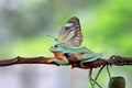 Butterflies landed in the javan tree frog