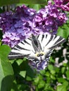 Scarce Swallowtail on ilac Royalty Free Stock Photo