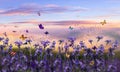 Butterflies  And Lavender On Sunset Field Flowers At Sunset  Meadow Chamomile In The Grass At Field Summer Blue Sky With Fluffy W