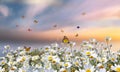 Butterflies  flowers  field flowers at sunset  meadow chamomile  and lavender  in the grass at field sunset summer blue sky with f Royalty Free Stock Photo