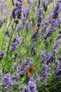 Butterflies & Lavender