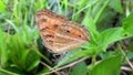 Butterflies on leaves Royalty Free Stock Photo